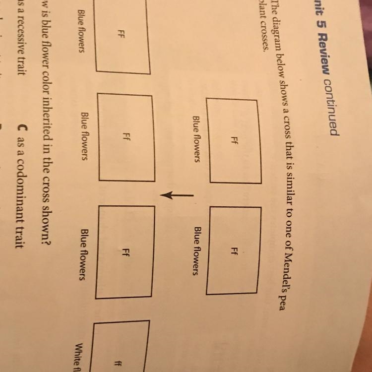 How is blue flower color inherited in the cross shown? A as a recessive trait C as-example-1