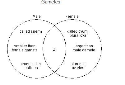 The diagram compares the characteristics of male and female gametes. Which item can-example-1