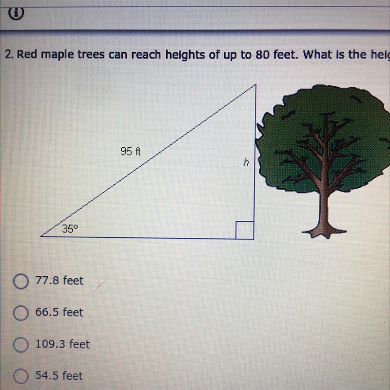 Red maple trees can reach heights up to 80 feet. What is the height of the maple tree-example-1