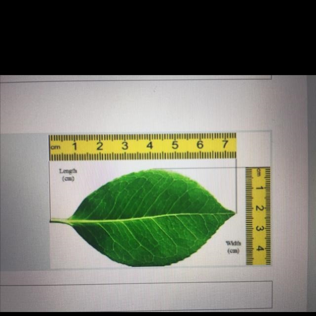 How many millimeters in width is the leaf?-example-1