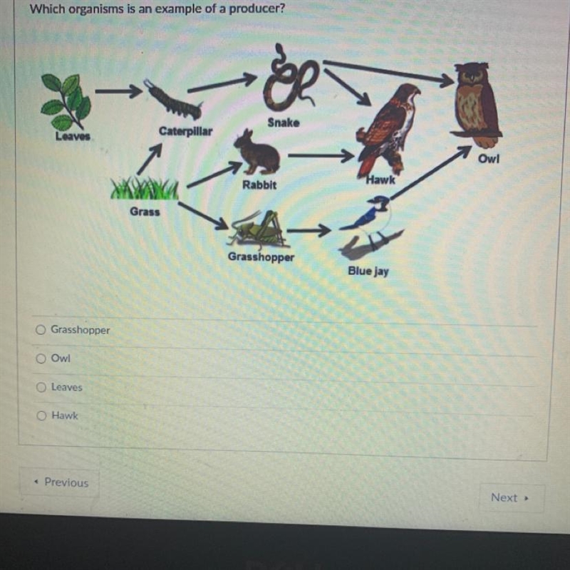 Which organisms is an example of a producer?-example-1