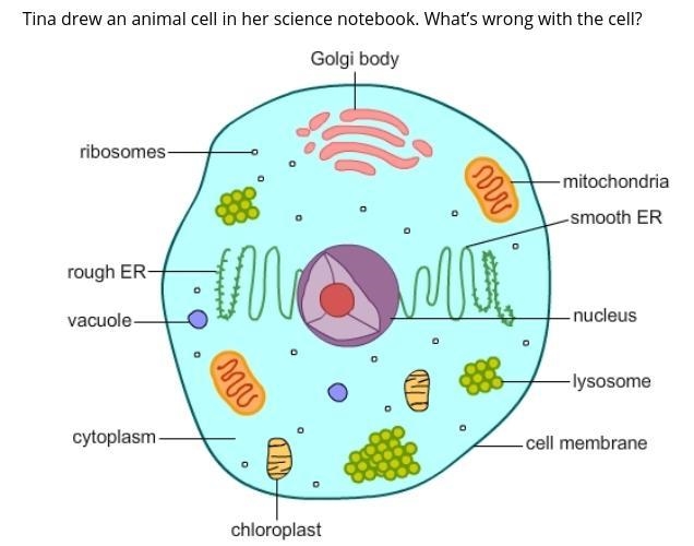 A. absence of a cell wall B. absence of a nucleoid C. presence of chloroplast D. presence-example-1