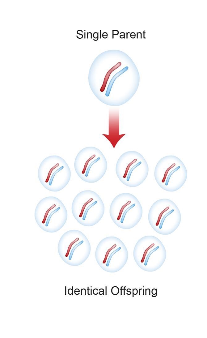 . Does the model represent asexual or sexual reproduction?-example-1