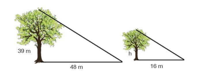 Given the diagram below, find the height of the shorter tree. a. 13 m b. 7 m c. 16.2 m-example-1