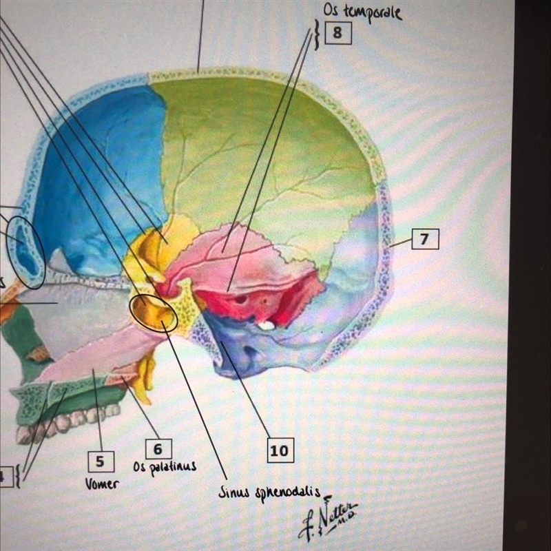 What is the 10th and 7th structure? I know one of them must be os occipitale but the-example-1