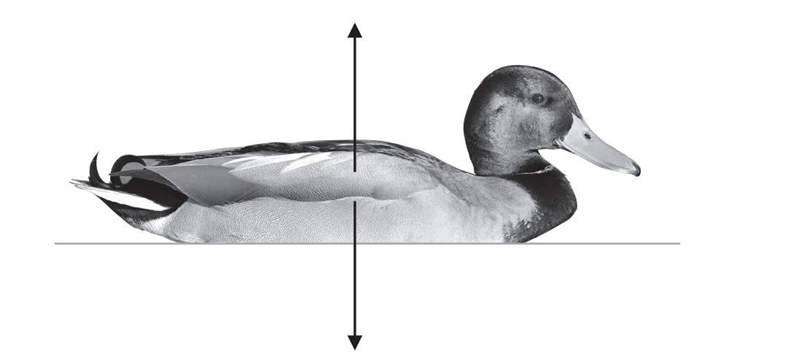 Explain in term of forces, why duck is floating on the water-example-1