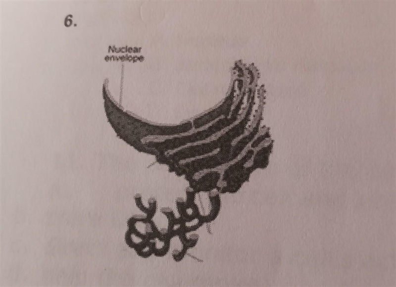 6. Identify the organelle: A. Golgi apparatus B. Endoplasmic reticulum C. Mitochondria-example-1