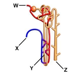 Where is the blood first filtered? W X Y Z-example-1