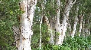 Bark paintings in Australia are formed by first stripping the bark from a tree. What-example-1