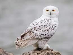 I need a picture of a owl to use for a school mascot.-example-1