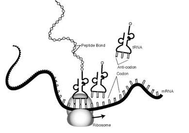 26. The diagram below is a model of a cellular process.What is the end result of this-example-1