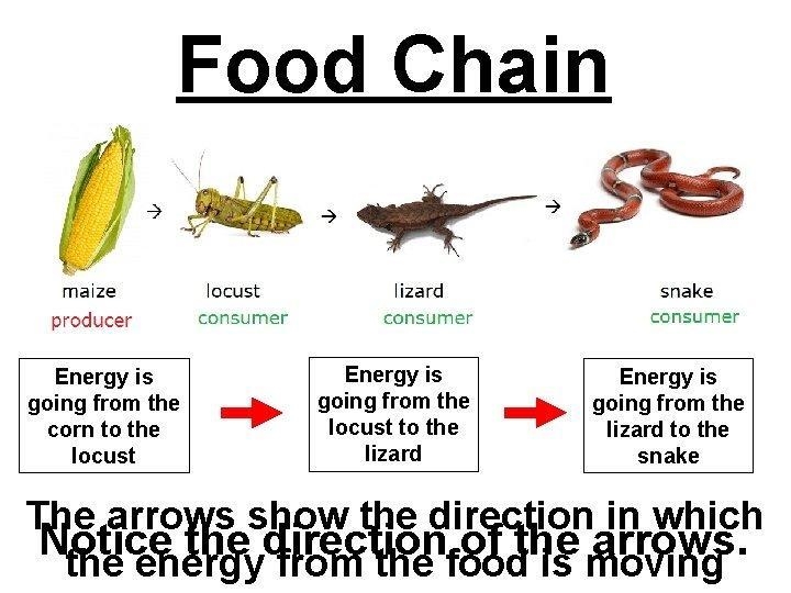 How does this snake obtain nutrients from corn? and explain whyA) By eating the corn-example-1