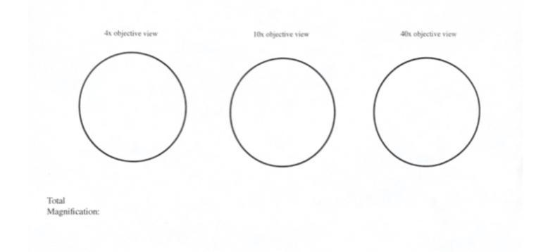 What’s the total magnification for 4x, 10x, 40x how do I calculate that My answer-example-1