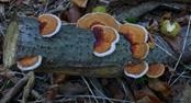 A certain fungus gets energy from decaying or dead organic matter. Which term best-example-1