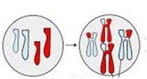 Which of the following best describes the image below?A. Duplication of DNA and Independent-example-1