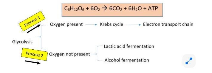 Use the diagram below to help you respond to the following: Identify which process-example-1