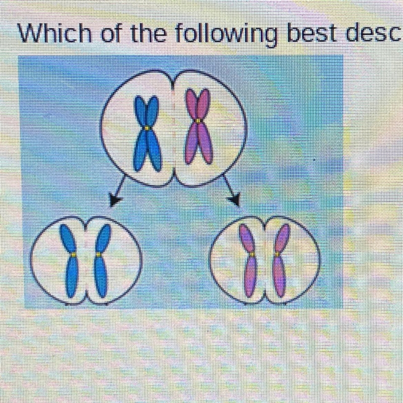 Which of the following best describes the image below?A. Meiosis 1B. MitosisC. Meiosis-example-1