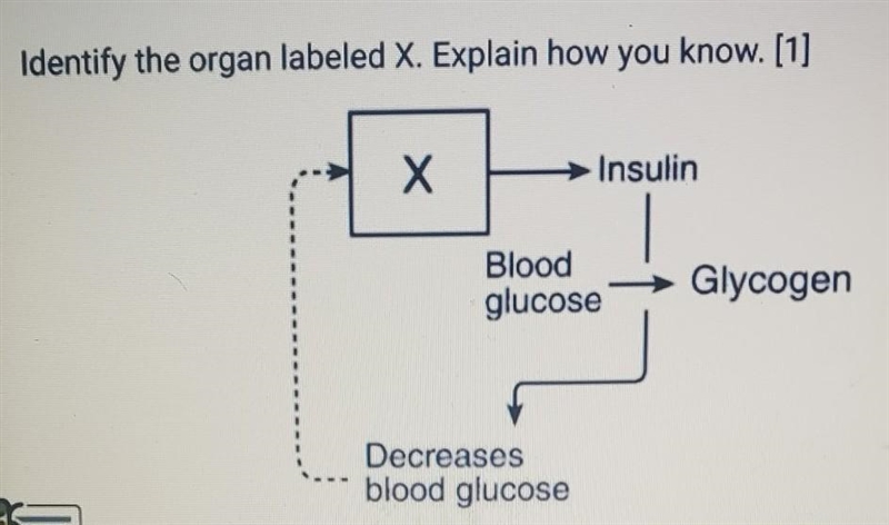 Identify the organ labeled x.​-example-1