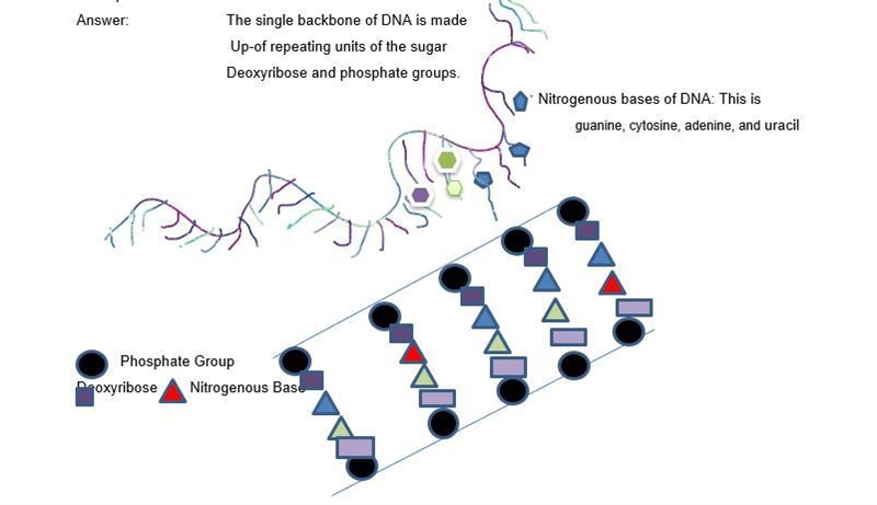 Please help me with this question please. I have tried to help my son draw a DNA but-example-1