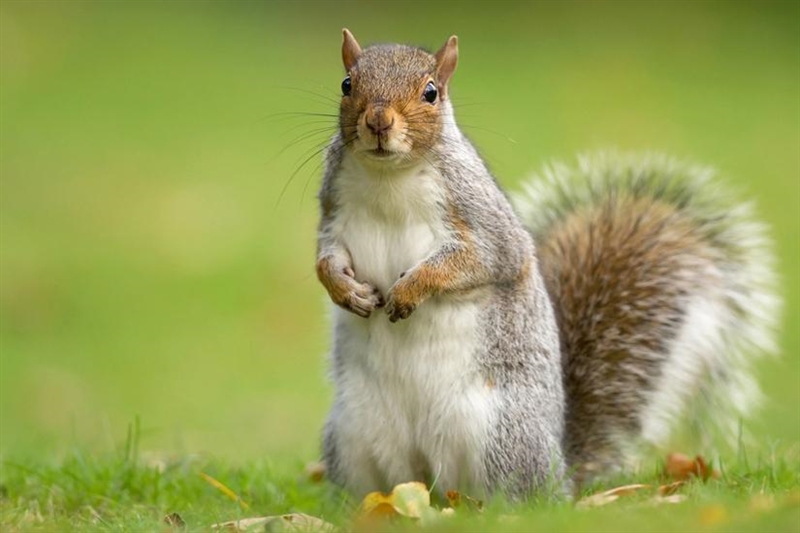 *In your own words*Give a general description of the species:*Eastern gray squirrel-example-1