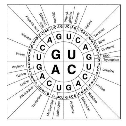 In the space below, answer the following questions: (USE CER)1) Using the codon table-example-2