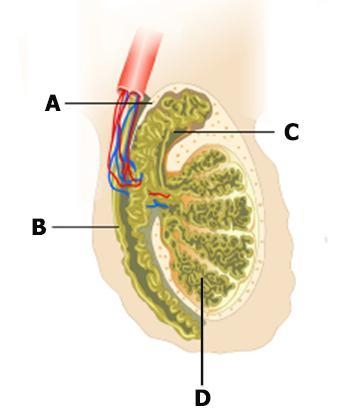 Where is the Epididymis-example-1