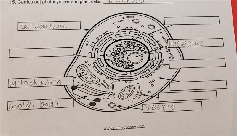 Label the diagram of the cell. Not sure if my answers are right so far.​-example-1