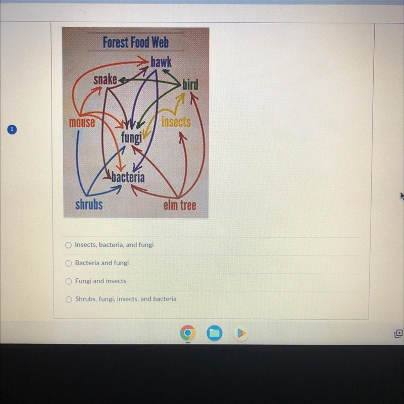 Which of the following correctly identifies the decomposers in the forest food web-example-1