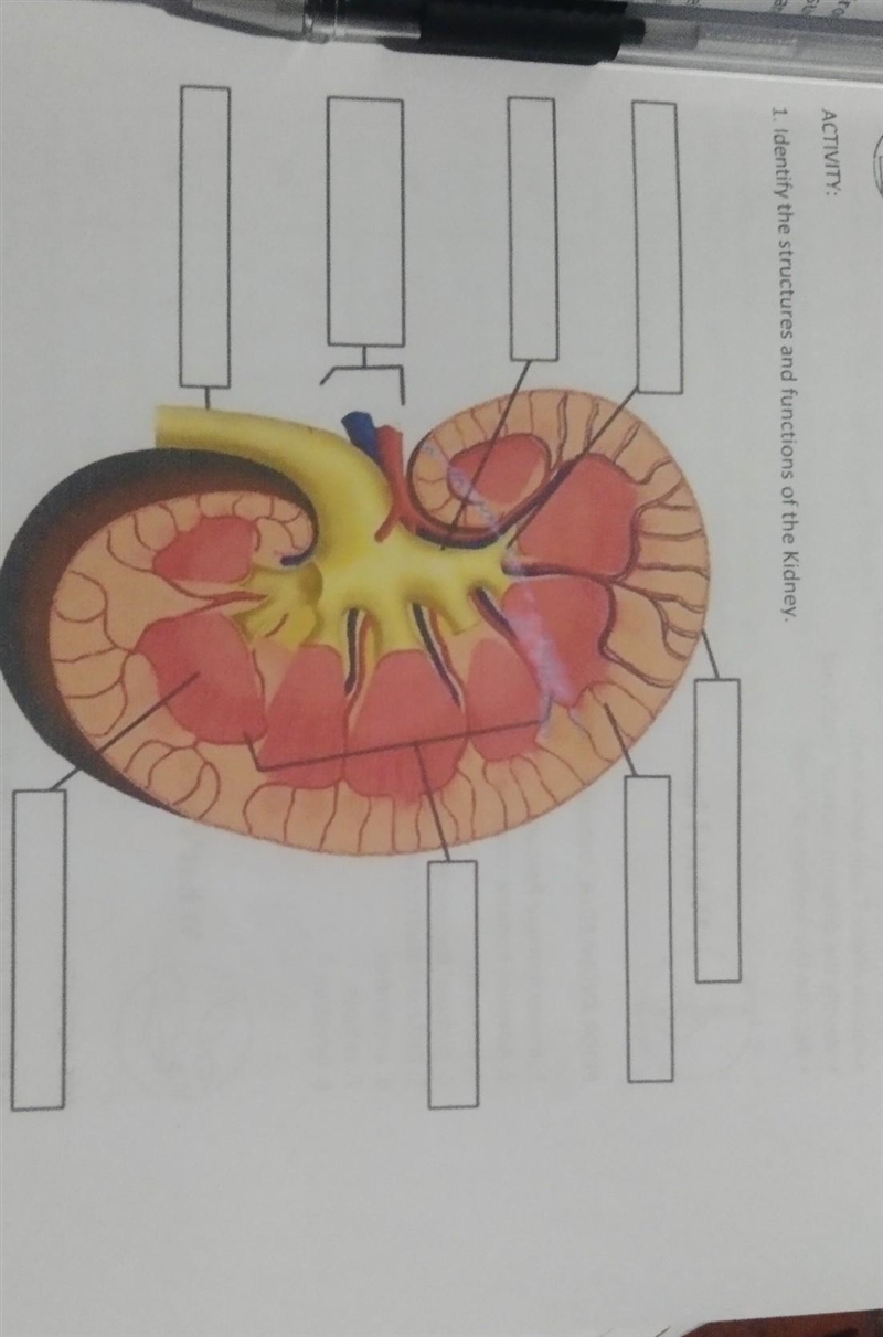 What's more Activity: Identify the structures and functions of the kidney. ​-example-1