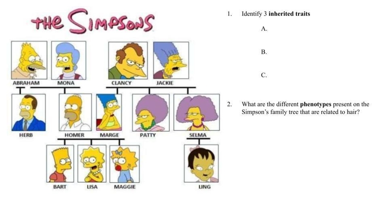 What are the different phenotypes present on the Simpson’s family tree that are related-example-2