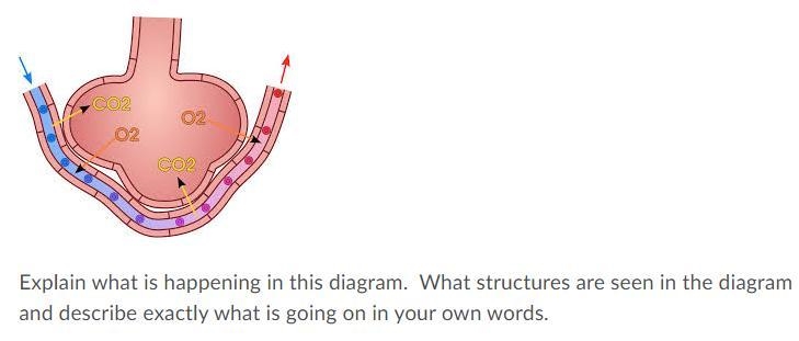 Explain what is happening in this diagram. What structures are seen in the diagram-example-1