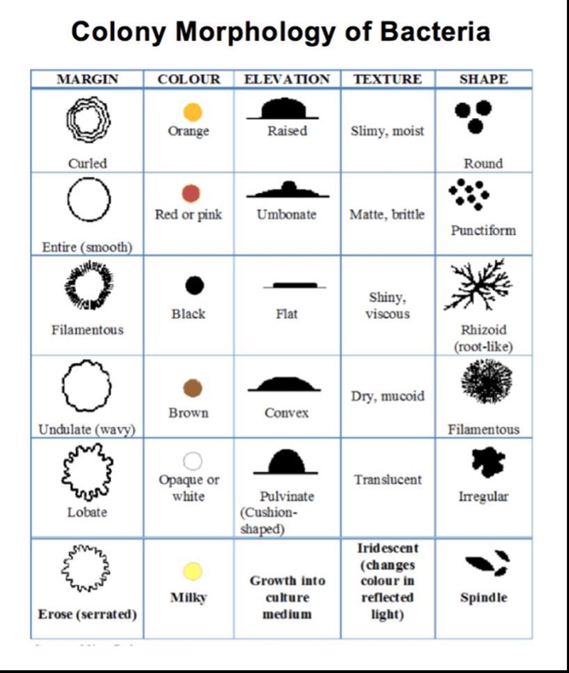 Could we find anything else than bacteria? What would that be? Why?-example-1