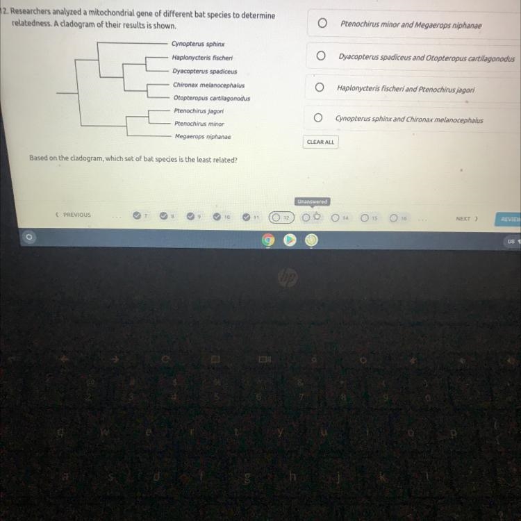 Researchers analyzed a mithochondrial gene of different bat species to determine relatedness-example-1