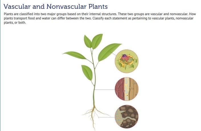 Classify each statement as pertaining to vascular plants, non vascular plants or both-example-2