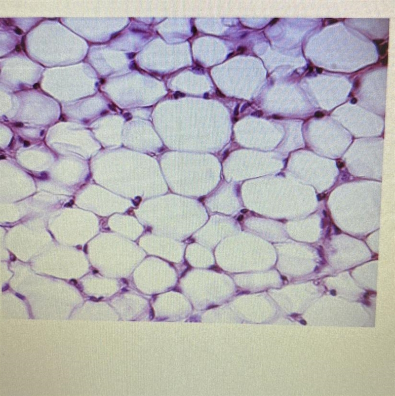 Which level of organization is shown in the image? • cell • tissue •organ © organ-example-1