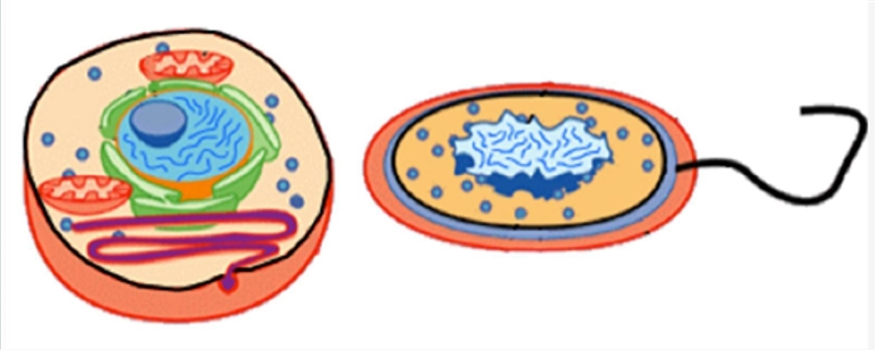 PLS HELP ME What is a major difference between these two types of cells? Image of-example-1