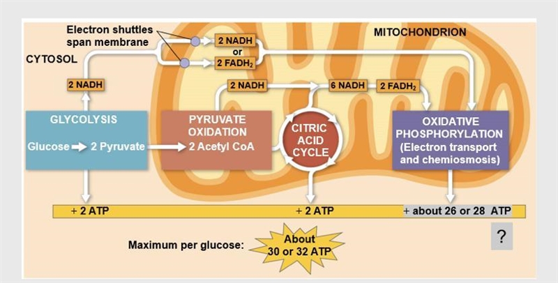 Approximately 30 - 32 molecules of ATP are produced from the complete oxidation of-example-1