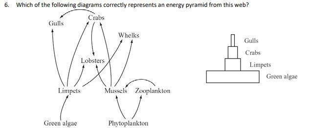 Which of the following diagrams correctly represents an energy pyramid from this web-example-1