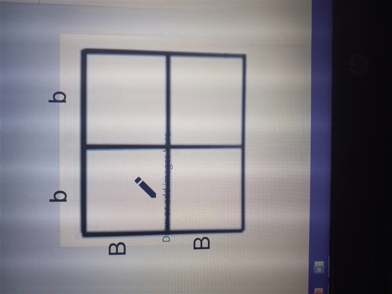 HELP!! PLEASE. Fill in the missing information for the punnett square below.-example-1