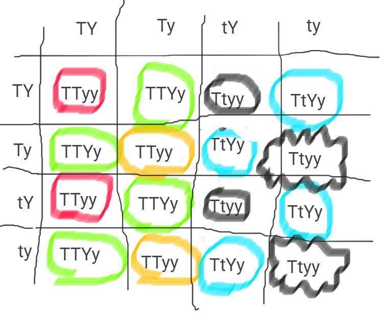 Tall sunflowers are dominant to short, while yellow colored flowers are dominant to-example-1