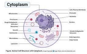 Label the diagram of a eukaryotic animal cell below-example-1