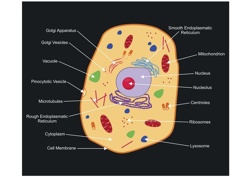 Eukaryotic cell diagram-example-1