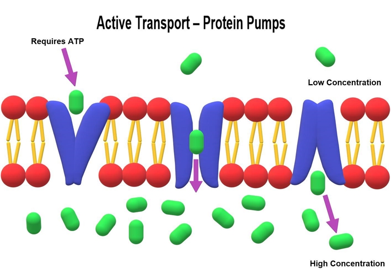 Draw a picture showing active transport of a material into or out of your organism-example-1