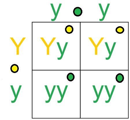 How do I fill this Punnett Square out? I don’t understand it.-example-1