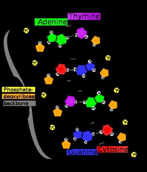 I need to study for my finalWHAT IS DNA?-example-1