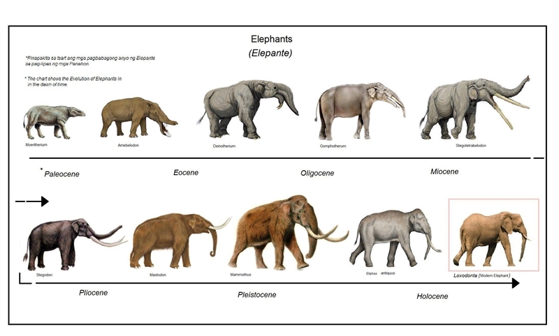 Do you think organism in image 3 support the theoey that modern organism evolved from-example-1