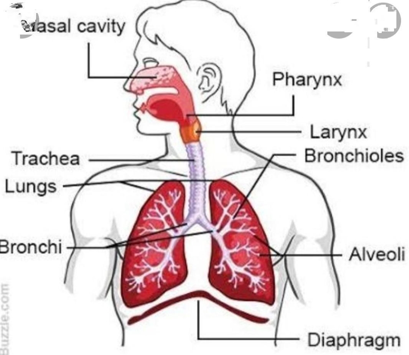 Well labelled diagram of the respiratory surface of a tilapia​-example-1