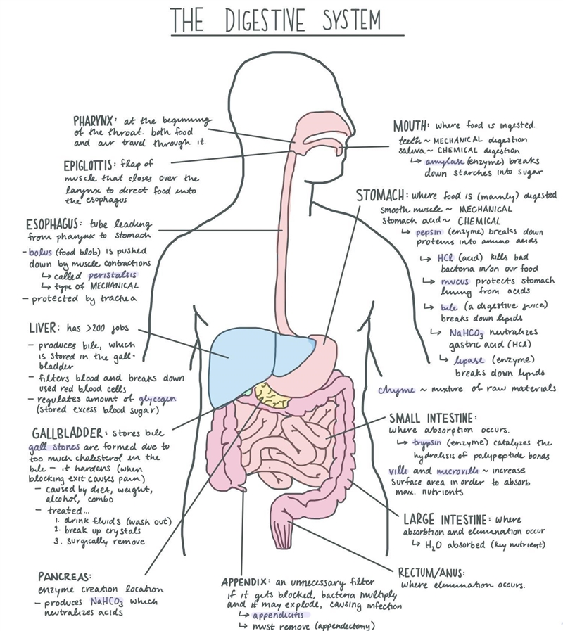 Do capillaries do both Oxygen blood and reabsord nutrients ? And what does it mean-example-1