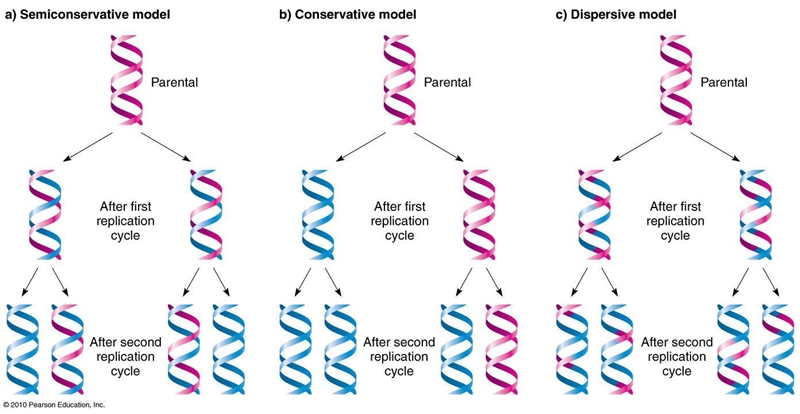 Which model—conservative, semiconservative, or dispersive—is the model we now know-example-1