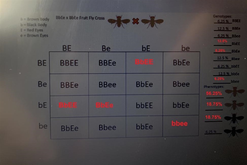 Two fully heterozygous fruit flies are crossed. Complete the Punnett square and provide-example-1